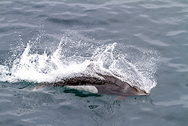 Adult Dall's porpoise (Phocoenoides dalli) surfacing with characteristic 'rooster tail' splash in Johnstone strait, Canada.