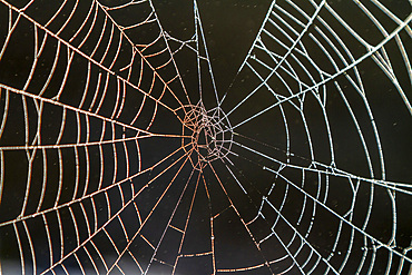 A spider web in the early morning mist, Prince Rupert, British Columbia, Canada, North America