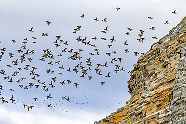 Adult dovekies (Little Auk) (Alle alle) in flight at Rubini Rock, Tikhaya Bay on Hooker Island in Franz Josef Land, Russia, Arctic Ocean, Eurasia