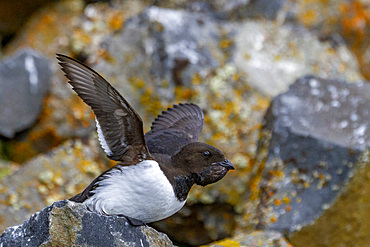 Adult dovekie (Little Auk) (Alle alle) at their breeding site amongst scree slopes at Rubini Rock, Tikhaya Bay, Hooker Island, Franz Josef Land, Russia, Arctic Ocean, Eurasia