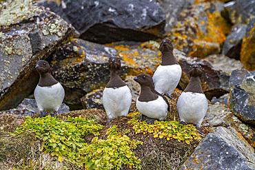 Adult dovekies (Little Auk) (Alle alle) at their breeding site amongst scree slopes at Rubini Rock, Tikhaya Bay, Hooker Island, Franz Josef Land, Russia, Arctic Ocean, Eurasia