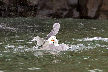 Adult black-legged kittiwake (Rissa tridactyla) in combat with a second kittiwake near Alexander Island, Franz Josef Land, Russia, Arctic Ocean, Eurasia