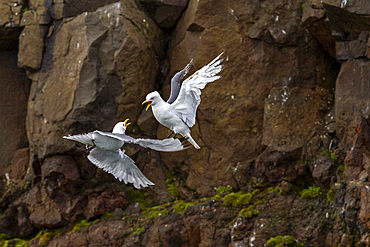 Adult black-legged kittiwake (Rissa tridactyla) in combat with a second kittiwake near Alexander Island, Franz Josef Land, Russia, Arctic Ocean, Eurasia