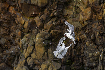 Adult black-legged kittiwake (Rissa tridactyla) in combat with a second kittiwake near Alexander Island, Franz Josef Land, Russia, Arctic Ocean, Eurasia