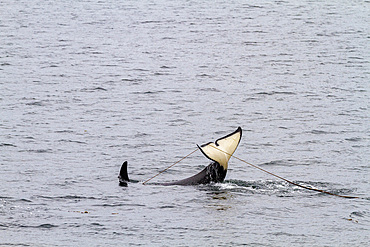 Adult killer whale (Orcinus orca) surfacing with kelp on its flukes in Chatham Strait, Southeast Alaska, United States of America, Pacific Ocean, North America