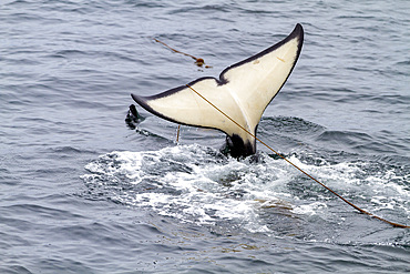 Adult killer whale (Orcinus orca) surfacing with kelp on its flukes in Chatham Strait, Southeast Alaska, Pacific Ocean.