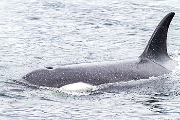 Adult female killer whale (Orcinus orca) surfacing in Chatham Strait, Southeast Alaska, Pacific Ocean.