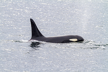 Adult bull killer whale (Orcinus orca) surfacing in Chatham Strait, Southeast Alaska, Pacific Ocean.