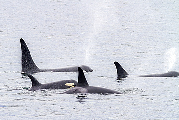 A pod of killer whales (Orcinus orca) surfacing in Chatham Strait, Southeast Alaska, Pacific Ocean.