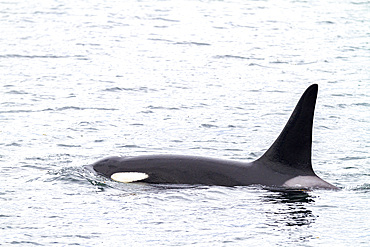 Adult bull killer whale (Orcinus orca) surfacing in Chatham Strait, Southeast Alaska, Pacific Ocean.