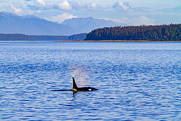 Adult bull killer whale (Orcinus orca) surfacing in Glacier Bay National Park, Southeast Alaska, Pacific Ocean.