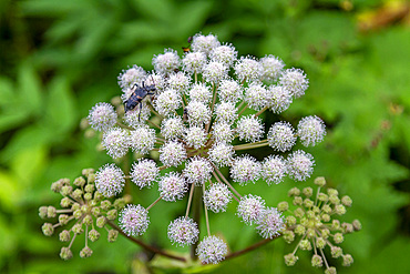 A close up view of a beetle on hogweed (Heracleum spp) found in the Solovetsky Islands, White Sea, Russia.