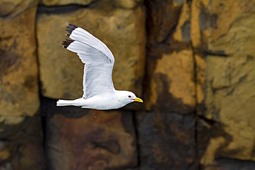 Adult black-legged kittiwake (Rissa tridactyla) in flight near Alexander Island in Franz Josef Land, Russia, Eurasia