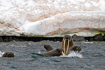 Curious walrus (Odobenus rosmarus rosmarus) near Apollo Island in Franz Josef Land, Russia, Arctic Ocean.