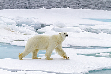 Adult male polar bear (Ursus maritimus) on multi-year ice floes in Franz Josef Land, Russia, Arctic Ocean.