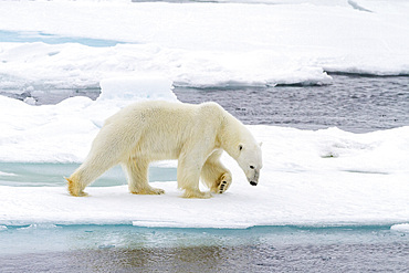 Adult male polar bear (Ursus maritimus) on multi-year ice floes in Franz Josef Land, Russia, Arctic Ocean.