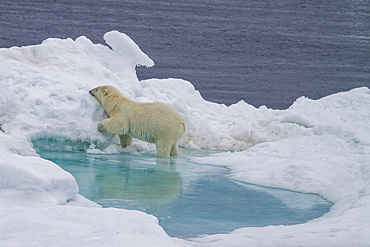 Adult female polar bear (Ursus maritimus) walking on multi-year ice floes in Franz Josef Land, Russia, Arctic Ocean.