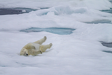 Adult female polar bear (Ursus maritimus) rolling in snow to clean its fur on multi-year ice floes in Franz Josef Land, Russia, Arctic Ocean.