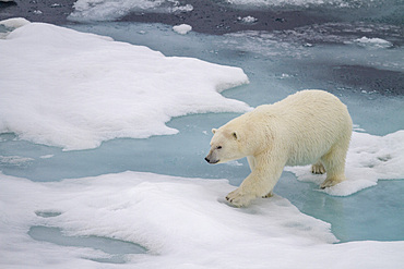 Adult female polar bear (Ursus maritimus) walking on multi-year ice floes in Franz Josef Land, Russia, Arctic Ocean.