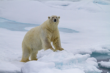 Adult male polar bear (Ursus maritimus) on multi-year ice floes in Franz Josef Land, Russia, Arctic Ocean.