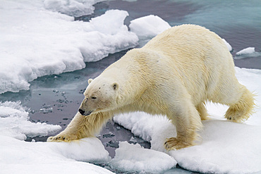 Adult male polar bear (Ursus maritimus) on multi-year ice floes in Franz Josef Land, Russia, Arctic Ocean.