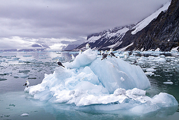 Adult black-legged kittiwakes (Rissa tridactyla) resting on ice in the Svalbard Archipelago, Barents Sea, Norway.