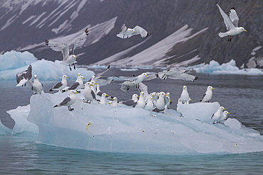 Adult black-legged kittiwakes (Rissa tridactyla) resting on ice in the Svalbard Archipelago, Barents Sea, Norway, Arctic, Europe