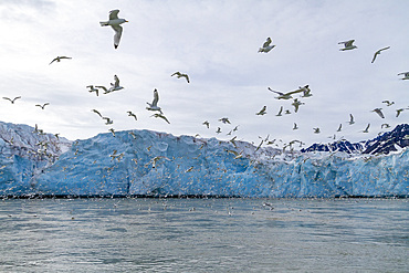 Adult black-legged kittiwakes (Rissa tridactyla) feeding at the base of a glacier in the Svalbard Archipelago, Norway, Arctic, Europe