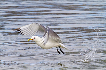 Adult black-legged kittiwakes (Rissa tridactyla) in flight in the Svalbard Archipelago, Barents Sea, Norway, Arctic, Europe