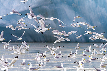 Adult black-legged kittiwakes (Rissa tridactyla) feeding at the base of a glacier in the Svalbard Archipelago, Norway, Arctic, Europe