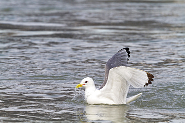 Adult black-legged kittiwakes (Rissa tridactyla) feeding at the base of a glacier in the Svalbard Archipelago, Norway.