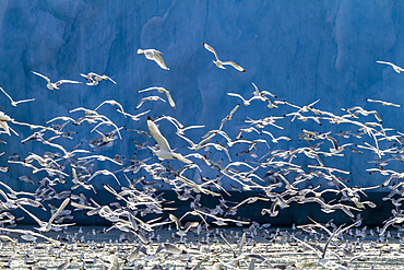 Adult black-legged kittiwakes (Rissa tridactyla) feeding at the base of a glacier in the Svalbard Archipelago, Norway.