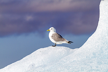 Adult black-legged kittiwakes (Rissa tridactyla) resting on ice in the Svalbard Archipelago, Barents Sea, Norway.