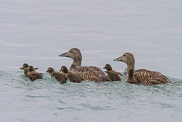 Adult female common eider ducks (Somateria mollissima) swimming with ducklings of Edgeoya in Svalbard, Norway.