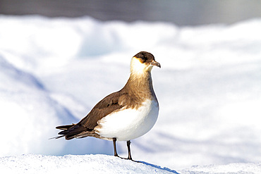 Adult Arctic Skua (Stercorarius parasiticus), on ice floe in the Svalbard Archipelago, Norway, Arctic, Europe