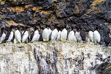 Common guillemot (Uria aalge) nesting on Bear Island (Bjørnøya) in the Svalbard Archipeligo, Norway.