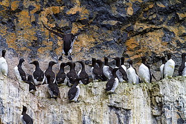 Common guillemot (Uria aalge) nesting on Bear Island (Bjørnøya) in the Svalbard Archipeligo, Norway.