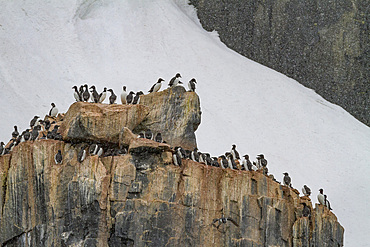 Brunnich's guillemot (Uria lomvia) breeding and nesting site at Cape Fanshawe in the Svalbard Archipelago, Norway, Arctic, Europe