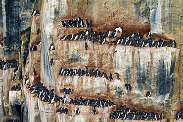 Brunnich's guillemot (Uria lomvia) breeding and nesting site at Cape Fanshawe in the Svalbard Archipelago, Norway, Arctic, Europe