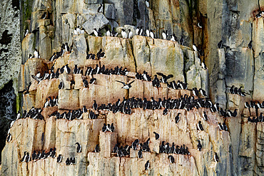 Brunnich's guillemot (Uria lomvia) breeding and nesting site at Cape Fanshawe in the Svalbard Archipelago, Norway, Arctic, Europe