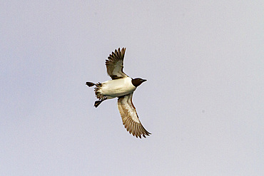 Brunnich's guillemot (Uria lomvia) in flight near breeding and nesting site at Cape Fanshawe in Svalbard, Norway, Arctic, Europe