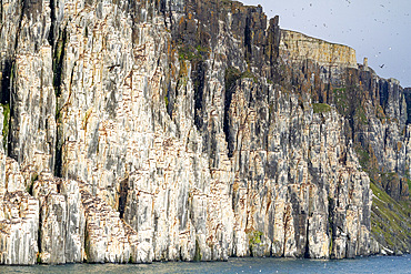 Brunnich's guillemot (Uria lomvia) breeding and nesting site at Cape Fanshawe in the Svalbard Archipelago, Norway, Arctic, Europe