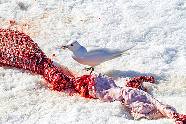 An adult ivory gull (Pagophila eburnea) on ringed seal kill on Spitsbergen in the Svalbard Archipelago, Norway, Arctic, Europe