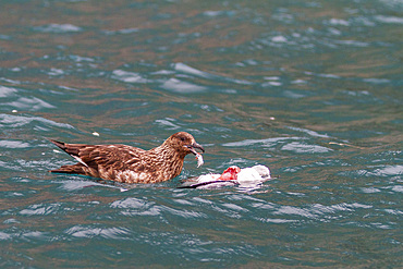 Adult great skua (Stercorarius skua) with recent kill in the Svalbard Archipelago, Norway, Arctic, Europe