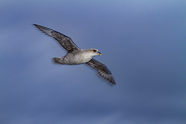 Northern fulmar (Fulmarus glacialis glacialis) motion blur on the wing the Svalbard Archipelago, Norway, Arctic, Europe