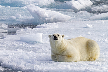 A curious young polar bear (Ursus maritimus) on the ice in the Svalbard Archipelago, Norway, Arctic, Europe