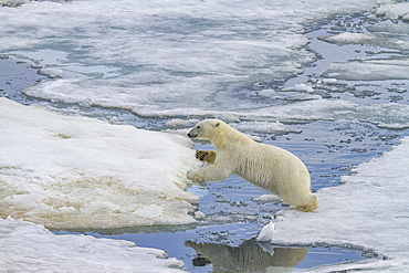 An adult polar bear (Ursus maritimus) leaping from ice floe to ice floe in the Svalbard Archipelago, Norway.