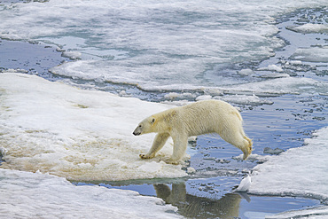 An adult polar bear (Ursus maritimus) leaping from ice floe to ice floe in the Svalbard Archipelago, Norway, Arctic, Europe