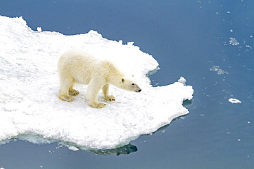 A curious young polar bear (Ursus maritimus) on ice floe in the Svalbard Archipelago, Norway.