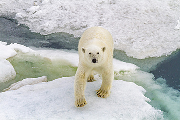 A curious young polar bear (Ursus maritimus) on ice floe in the Svalbard Archipelago, Norway.